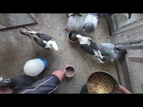 脚環をはめました