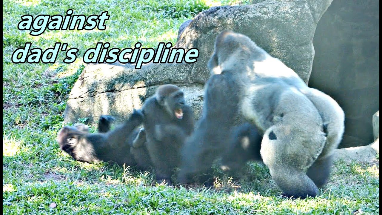 Gorilla D'jeeco failed to stop kids' fight./ 迪亞哥無法阻止兩小的打鬧