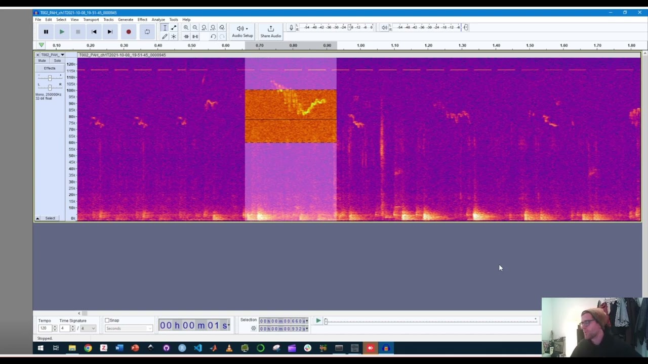 Ultrasonic Vocalization Audio in Audacity - Spectrogram & Playback