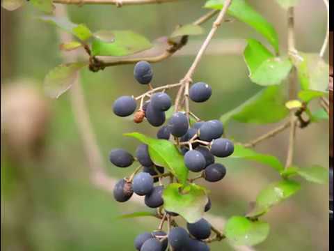 Video: Kas ir Blackhaw Viburnum Tree: Blackhaw koku kopšana ainavā