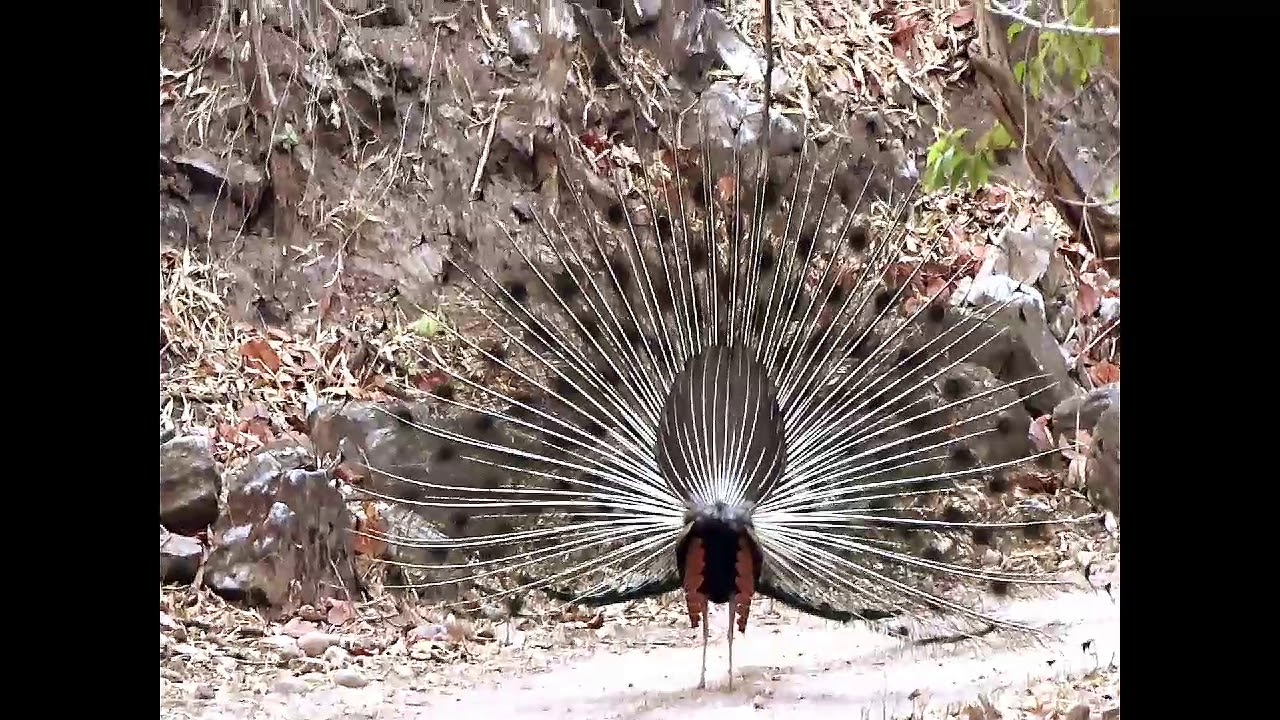 mymensingh Pench maharastra, mansingdeo wls.