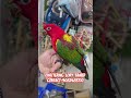 Chattering lory tamed at wajid extoic pets