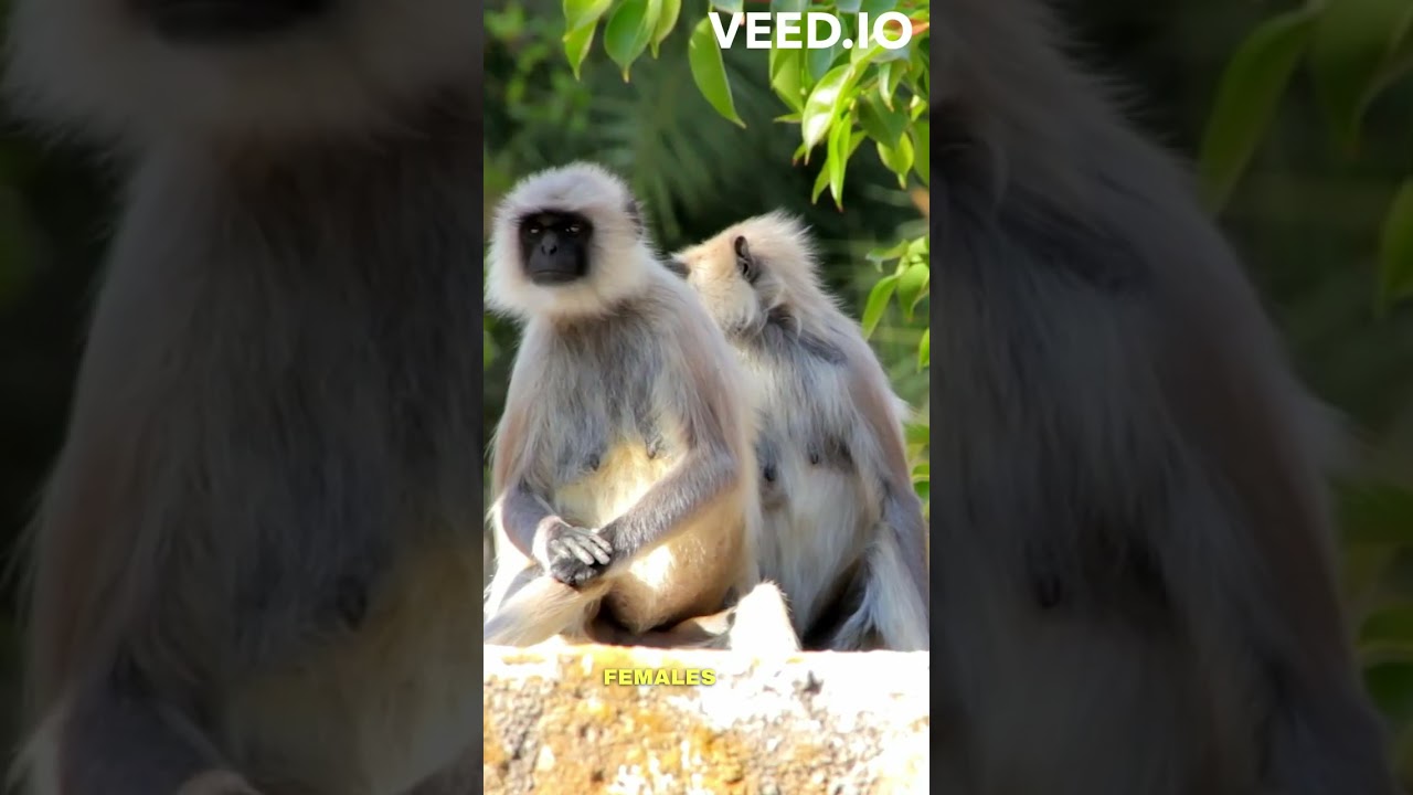 Langurs: Agile Primates of Asia 