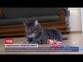 Новини України: львівського "котячого мера" знайшли