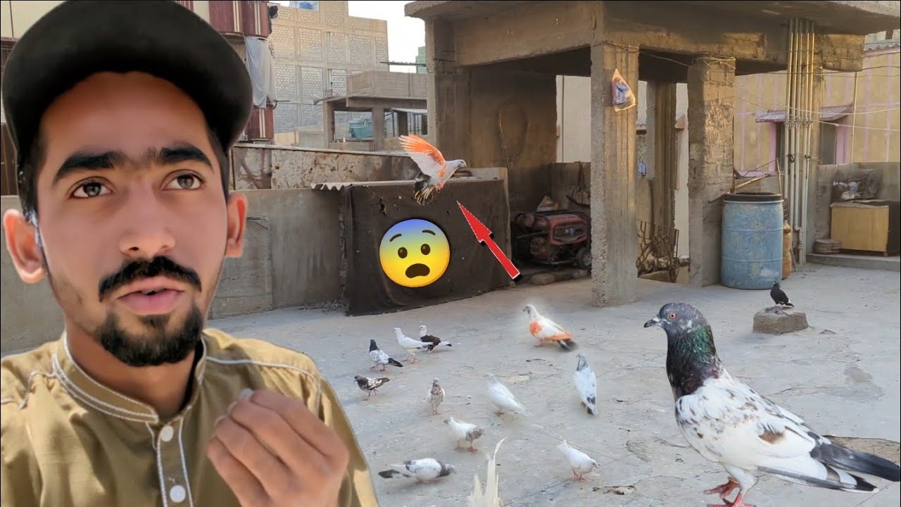 Subha Subha Kisi Ka Kabootar Utar Gea😨 || New Paro Ma Kabootar Bohat Acha Urra🤩. 