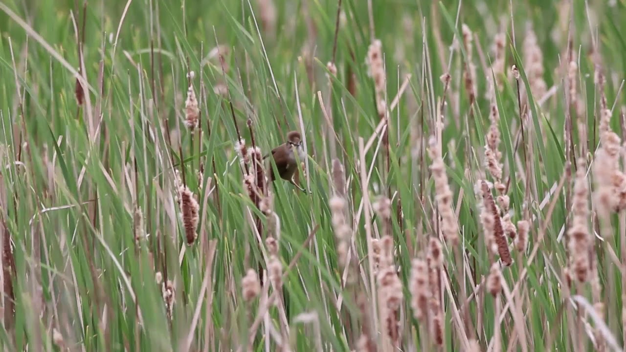 Acrocephalus arundinaceus - Great Reed Warbler 