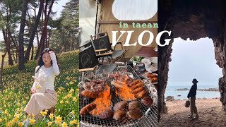 태안여행vlogㅣ센티마르펜션ㅣ태안글램핑ㅣ수선화축제ㅣ파도리해수욕장ㅣ해식동굴ㅣ유기방가옥 ㅣ태안카페추천ㅣ카페텅ㅣ글램핑장추천ㅣ태안가볼만한곳ㅣ태안숙소추천
