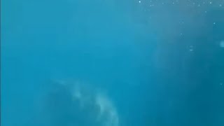 Crazy shark encounter at an Australian beach 😱