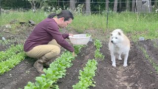 【完成】初めて自分で作った野菜に、もっと大きく育つようにと置き土産をくれる柴犬