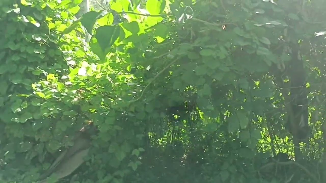 Hunting mamarang mushroom