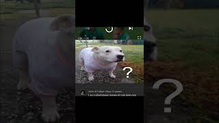 Las Personas MÁS ESTÚPIDAS De Internet