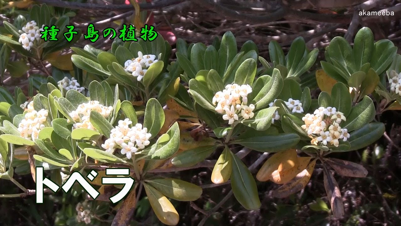 トベラ 種子島の樹木 花木 ふるさと種子島