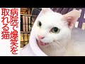 猫をかぶる猫たち、病院で爆笑をかっさらう