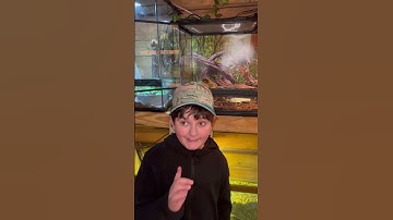 The Facts about Scaleless Snakes🐍