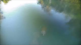 Manatee calf blowing bubbles
