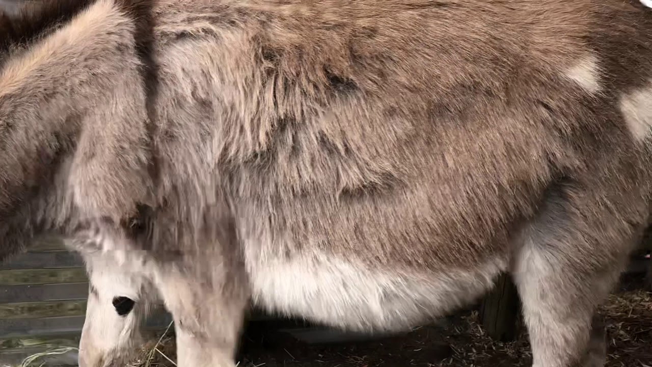 Donkey Baby Moving in Mama’s Tummy
