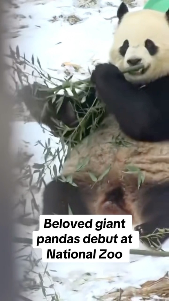 Giant pandas debut at National Zoo #shorts