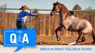 Should an Unruly Stallion Be Gelded - Q&A