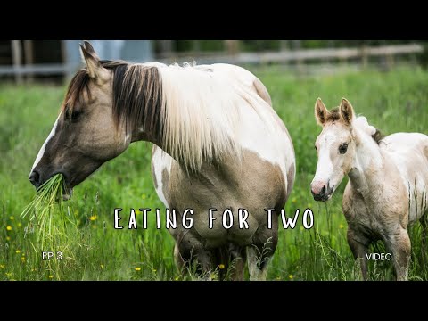 Episode 3 - Eating For Two: Nutritional Changes For Broodmares