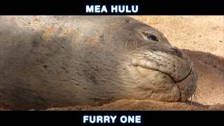 The Endangered Hawaiian Monk Seal