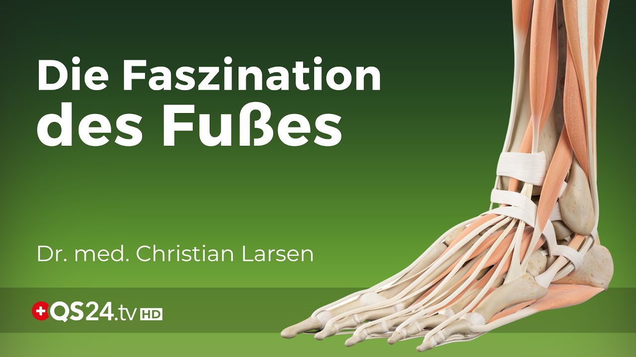 Die Genialität des Fußes: Evolutionäre Meisterleistung und ...