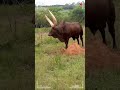 ANKOLE WATUSI CATTLE Biggest Bulls And Cow Cows Bulls Ankole