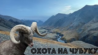 горная охота на снежного барана. Чубуку / Уямкан. Якутия / Саха, Колыма, Россия.