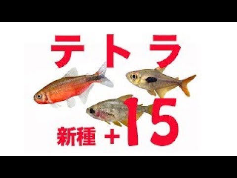 ② ブラジル の 新種 の テトラ 15種 追加　生息地 の美しい映像あり