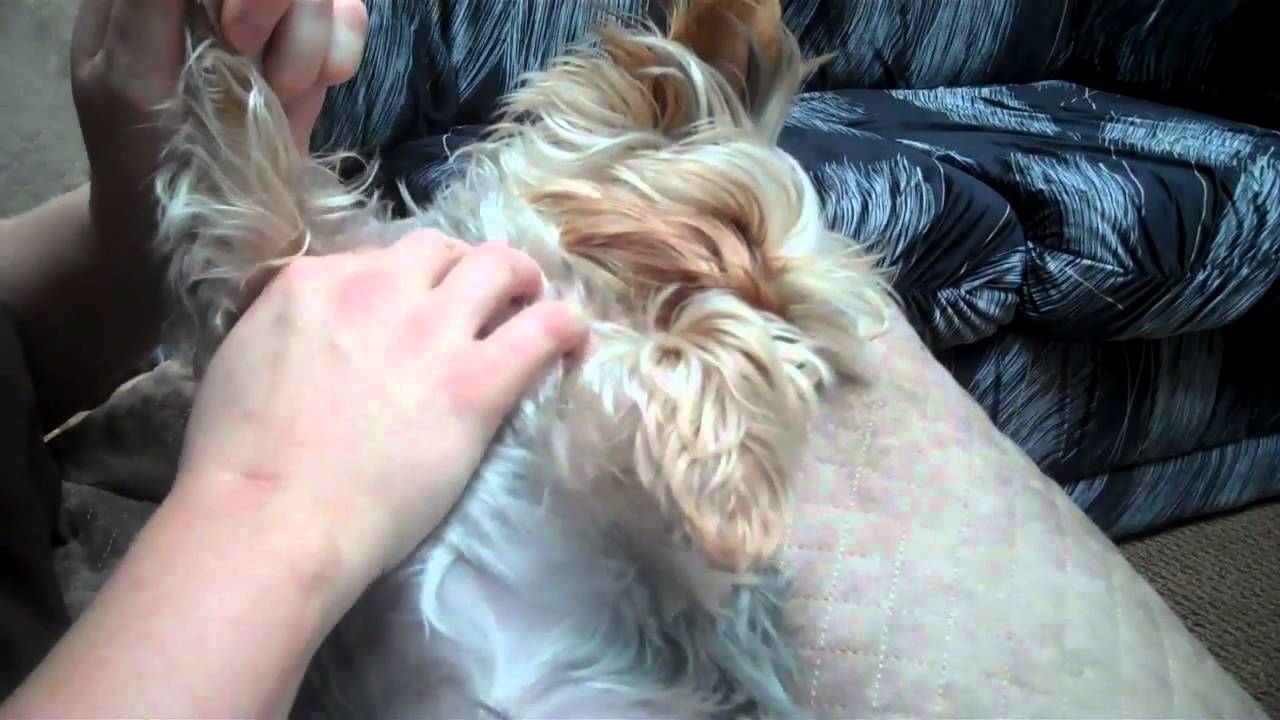 Yorkie Massage Youtube