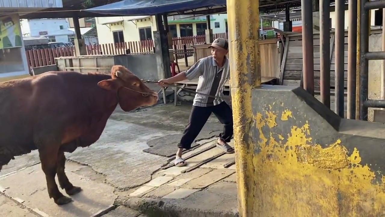 SAPI TURUN DARI TRUCK LANGSUNG MASUK PASAR