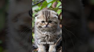 Download Lagu Blink Blink!  #kitten #cutecat MP3