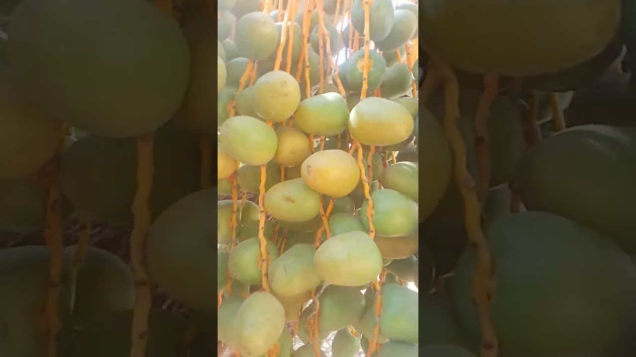 DATES FRUITS/SUKKARI DATES 