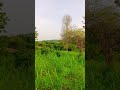 my village area with beautiful grass looking stunning #nature