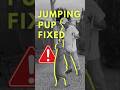 Nervous Dog Slip Lead Training | Stop Jumping & Build Calm Confidence