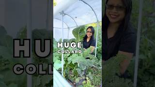 These Collards Got HUGE!