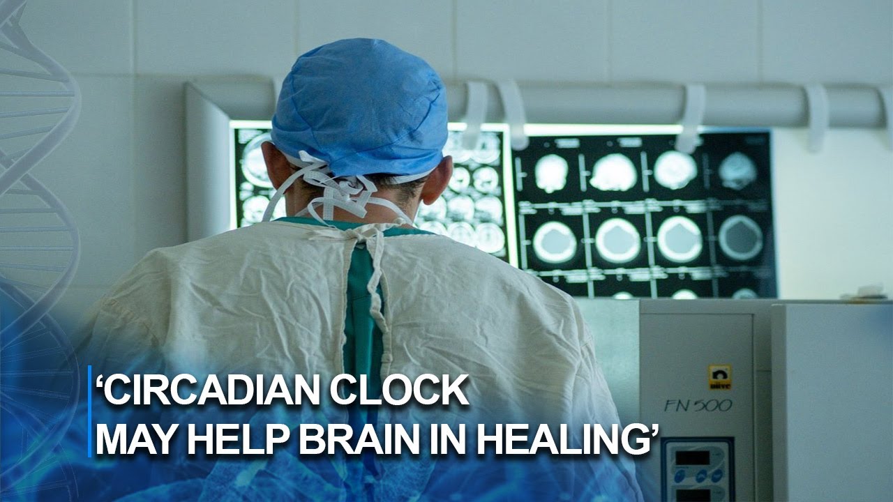 Clock Injury Research finds new clues to how circadian clock helps brain in post ...
