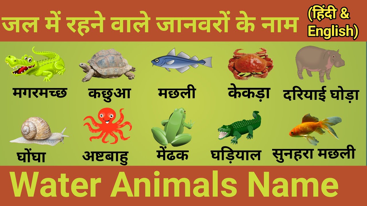 Water Animals Name जल में रहने वाले जानवरों के नाम हिन्दी और इंग्लिश