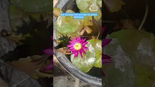 waterlily #waterlily @everyone #highlights #nature #love #flowers