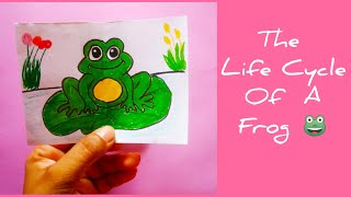 The Life Cycle Of A Frog 🐸