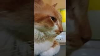Download Mp3 Anak Dugem 🪩😸 #feedshorts#funnycats#shorts Gudang lagu Download Mp3 Anak Dugem 🪩😸 #feedshorts#funnycats#shorts