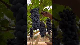#wine #travel #satisfying #food #vineyard