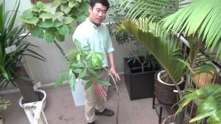 パキラの育て方・日常管理