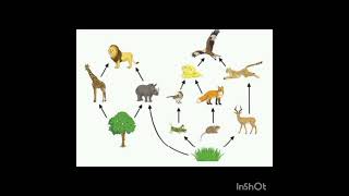 food web