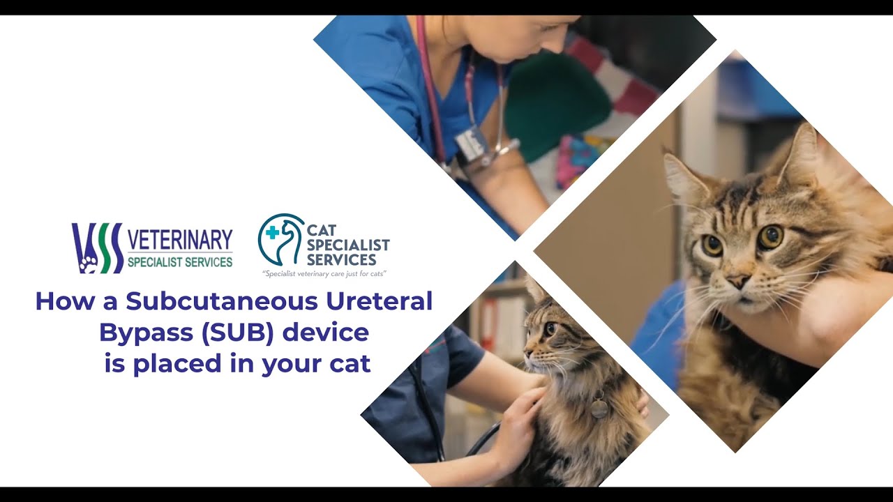 How a Subcutaneous Ureteral Bypass (SUB) device is placed in your cat YouTube
