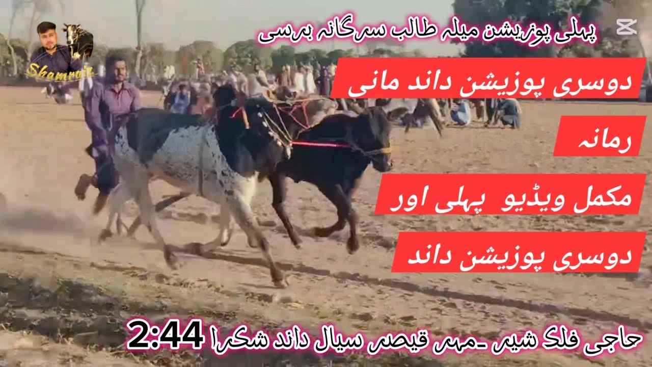 Dand shikra champion | mela talib sergana 2026 | dand mani ramany ala