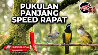 🔴 Live Kolibri Manggar Betina Gacor vs Tepus Kepala Abu Gacor vs Cucak Cungkok Gacor Mewah