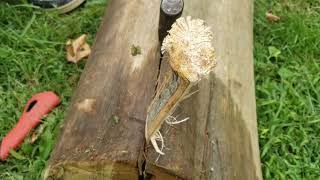 Splitting Locust Bow Staves