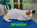 Стрижка кота Дракон