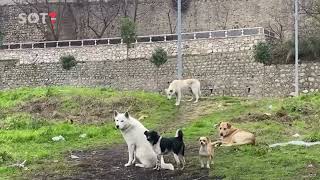 Qentë Endacakë Problem Për Banorët