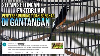 faktor lain penyebab murai batu tidak bongkar